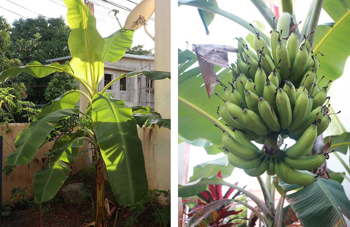 Banana in the garden