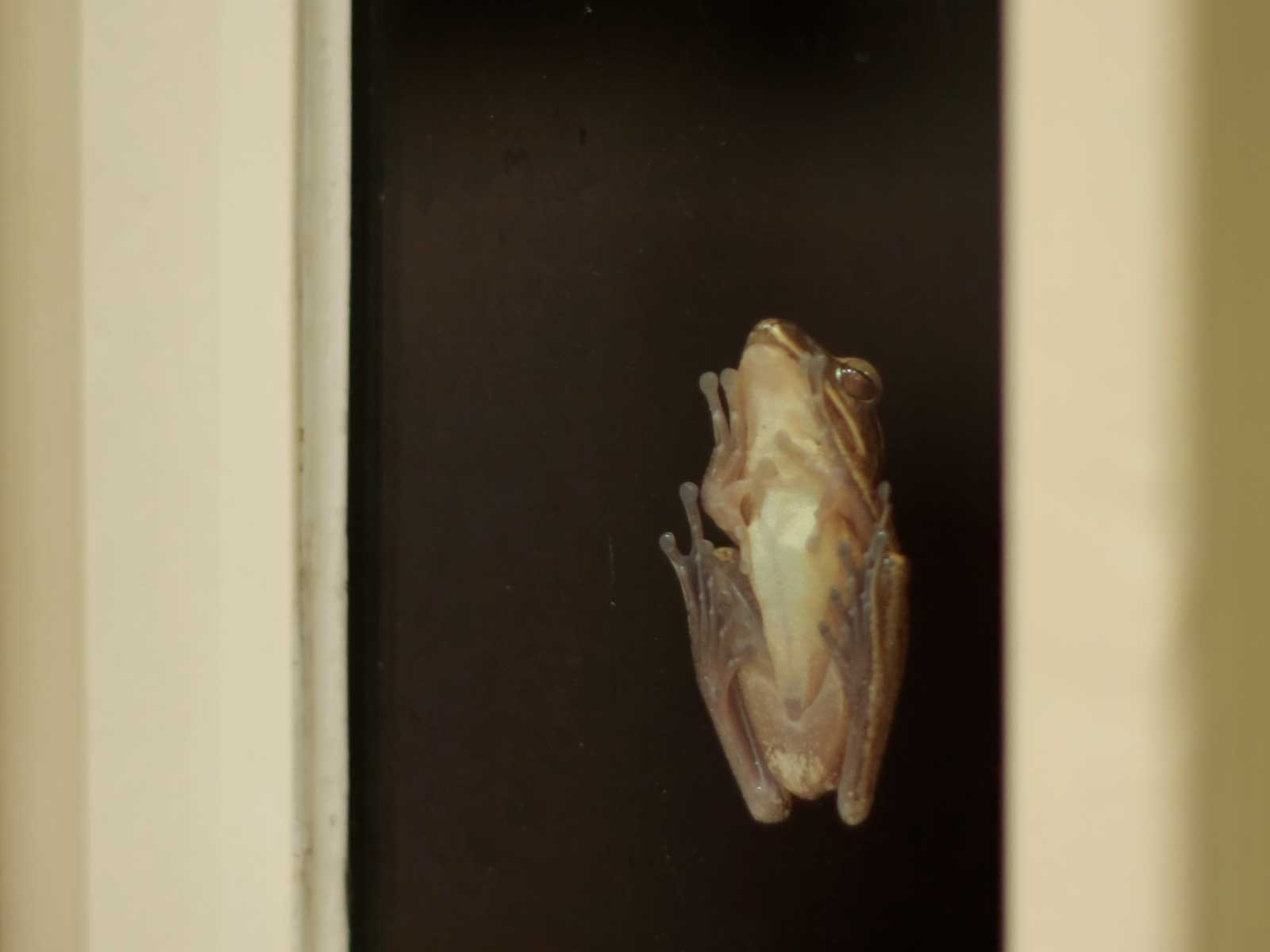 Frog sticking on glass window of our old house in another part of the hill