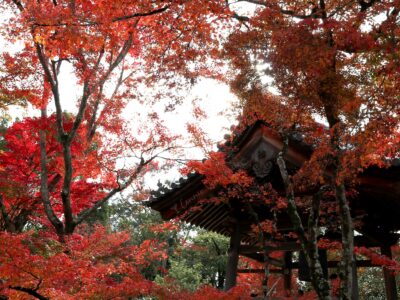 Autumn leaves in Kyoto