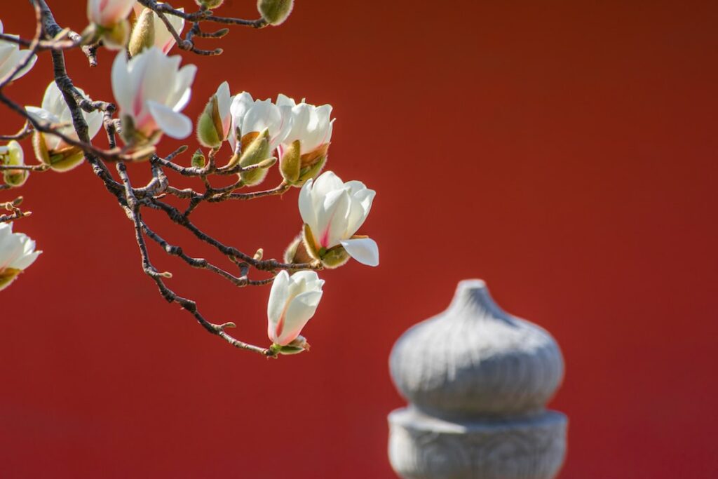 Magnolia flowers