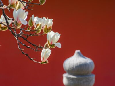 Magnolia flowers