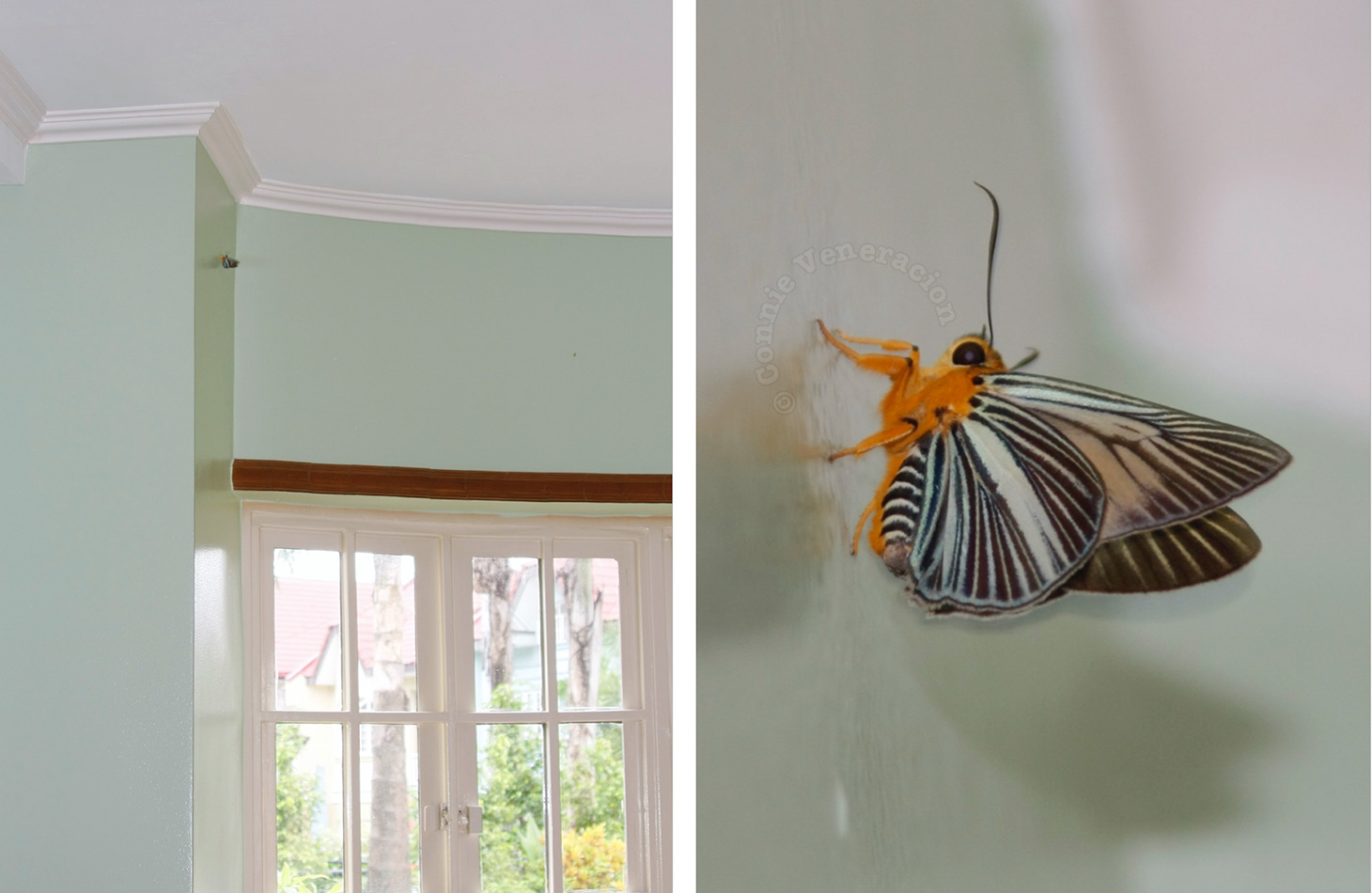 Moth